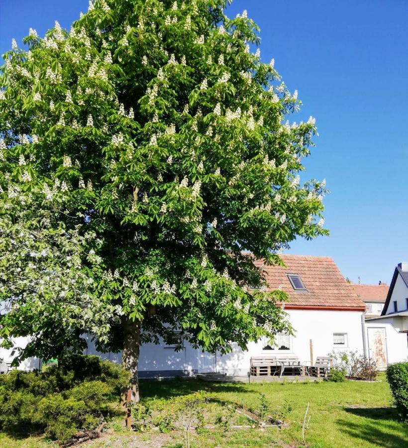 Ferienwohnung Lodig Gross Sarchen 외부 사진
